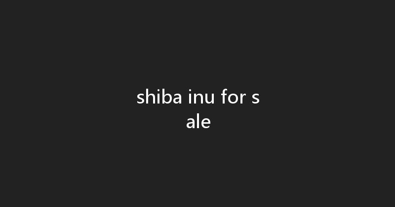 shiba inu for sale 